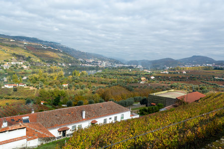 Panoramic view on Douro river valley and colorful hilly stair step terraced vineyards in autumn, wine and port making industry in Portugalの写真素材