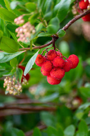 Botanical collection, ripe colorful fruits and flowers of Arbutus unedo, strawberry tree, evergreen...