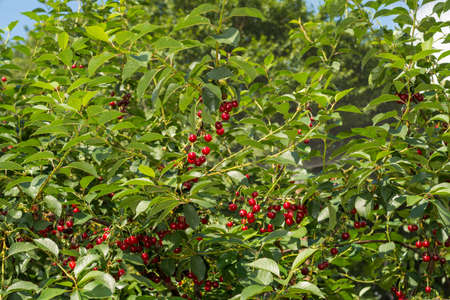 Harvesting of ripe organic sour cherry cherry in Belgium