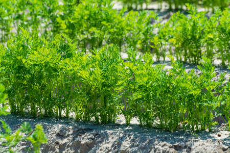 Agriculture in Netherlads, farm sandy fields with growing young carrot vegetables plantsの写真素材