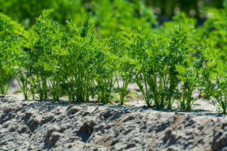 Agriculture in Netherlads, farm sandy fields with growing young carrot vegetables plantsの写真素材