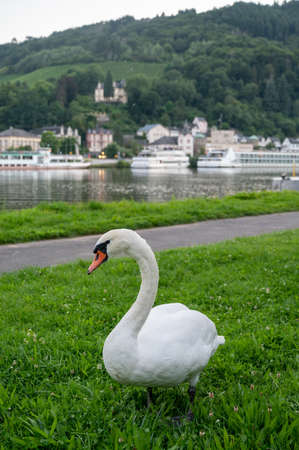 White adult swan bird grazing green grass on Mosel river with view on old Trarbach town, Germanyの写真素材