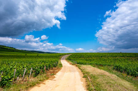 Green grand cru and premier cru vineyards with rows of pinot noir grapes plants in Cote de nuits, making of famous red and white Burgundy wine in Burgundy region of eastern France.の写真素材