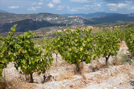 Wine making industry on Cyprus island, view on Cypriot vineyards with growing grape plants on south slopes of Troodos mountain rangeの写真素材