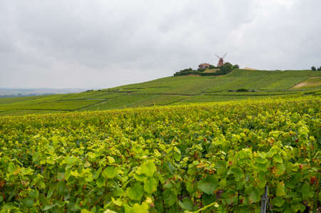 View on green pinot noir grand cru vineyards of famous champagne houses in Montagne de Reims near Verzenay, Champagne, wine making in Franceの写真素材
