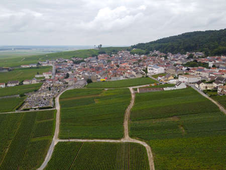View on green pinot noir grand cru vineyards of famous champagne houses in Montagne de Reims near Verzenay, Champagne, wine making in Franceの写真素材