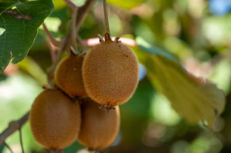New harvest of ripe green kiwi fruits in orchard, kiwi plantations in sunny dayの写真素材