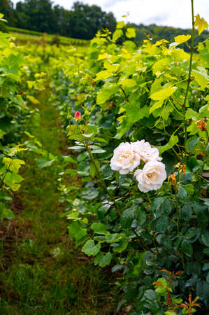 View on green pinot noir grand cru vineyards of famous champagne houses in Montagne de Reims near Verzenay, Champagne, wine making in Franceの写真素材