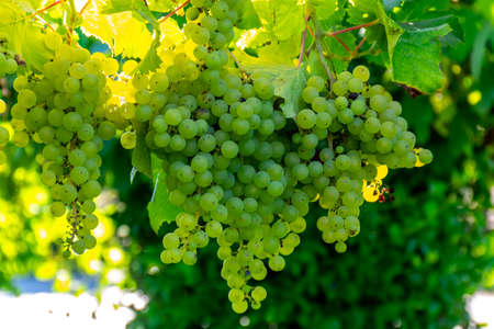 Bunches of white wine muscat grapes ripening in sunlights on vineyards near Terracina, Lazio, Italy