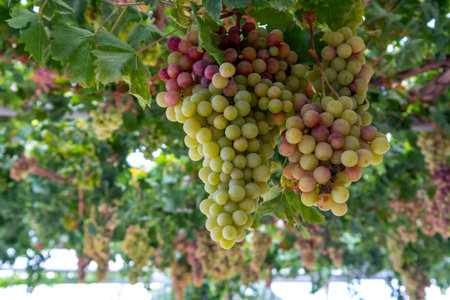 Bunches of white-pink sweet seedless table grapes ripening on vineyars of Cyprus, nature backgroundの写真素材