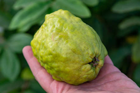 Ripe green and pink from inside aromatic fruits of apple guava plant ready to harvestの写真素材