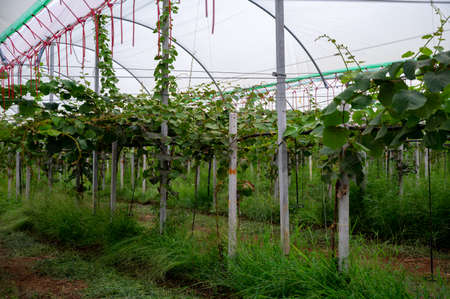 New harvest of ripe green kiwi fruits in orchard, kiwi plantations in sunny dayの写真素材