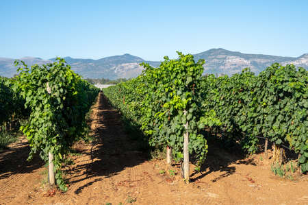 Bunches of white wine muscat grapes ripening in sunlights on vineyards near Terracina, Lazio, Italyの写真素材
