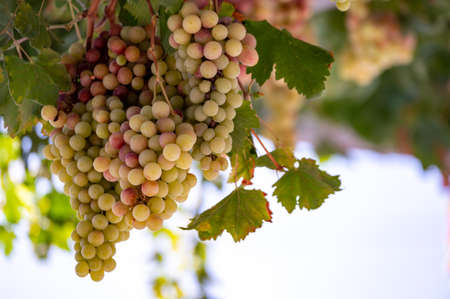 Bunches of white-pink sweet seedless table grapes ripening on vineyars of Cyprus, nature backgroundの写真素材
