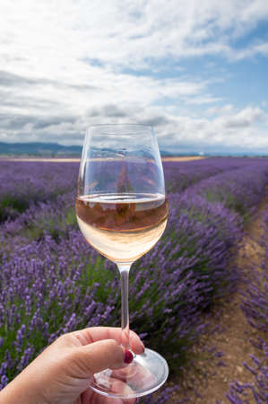 Summer in French Provence, cold gris rose wine from Cotes de Provence and blossoming colorful lavender fields on Valensole plateau, tastes and aromas of Provence, Franceの写真素材
