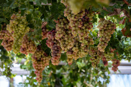 Bunches of white-pink sweet seedless table grapes ripening on vineyars of Cyprus, nature backgroundの写真素材