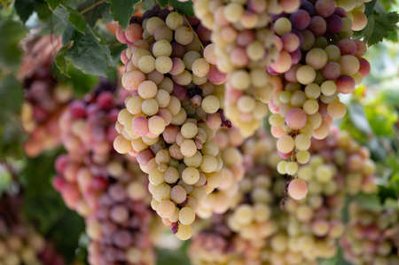 Bunches of white-pink sweet seedless table grapes ripening on vineyars of Cyprus, nature backgroundの写真素材