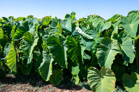 Plantationf of Colocasia esculenta tropical plant grown primarily for its edible corms, root vegetable taro on Cyprusの写真素材