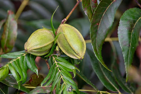 Green pecan nuts ripening on plantations of pecan trees on Cyprus near Paphosの写真素材