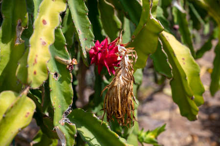 Plantations of pitahaya pink dragon fruits growing on succulent cacti plants on Cyprusの写真素材