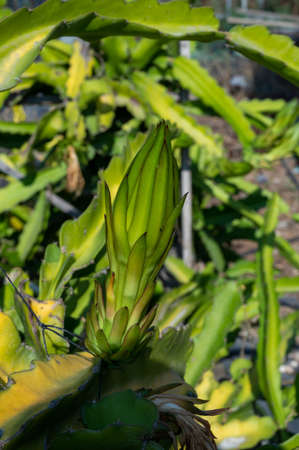 Plantations of blossoming pitahaya pink dragon fruits growing on succulent cacti plants on Cyprusの写真素材