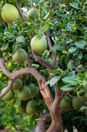 Big round pomelo tropical citrus fruits hanging on trees on pomelo plantationsの写真素材