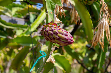 Plantations of pitahaya pink dragon fruits growing on succulent cacti plants on Cyprusの写真素材