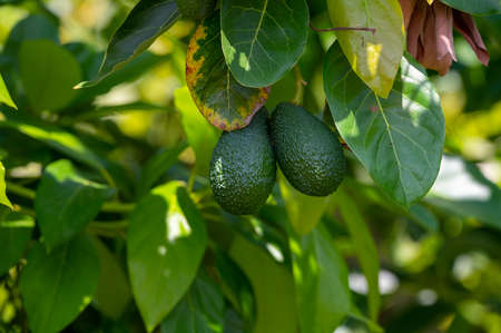 Green ripe organic avocados fruits hanging on avocado trees plantation