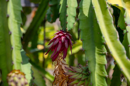 Plantations of pitahaya pink dragon fruits growing on succulent cacti plants on Cyprusの写真素材