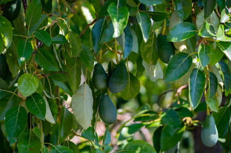 Green ripe organic avocados fruits hanging on avocado trees plantationの写真素材