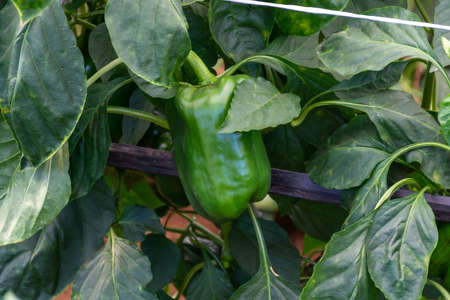 Greenhouse with green plantation of sweet bell peppers plants, agruculture in Fondi, Lazio, Italyの写真素材