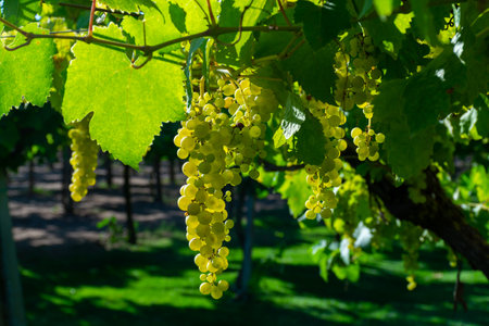 Bunches of white wine muscat grapes ripening in sunlights on vineyards near Terracina, Lazio, Italyの写真素材