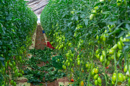 Growing of san marzano salad or sauce tomatoes in greenhouses in Lazio, agriculture in Italyの写真素材
