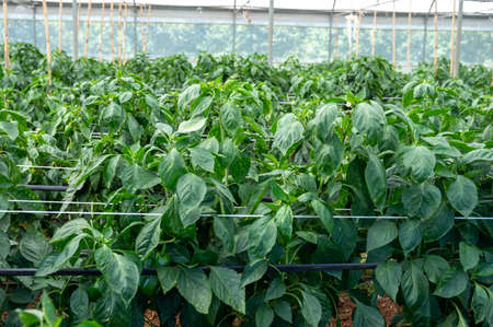 Greenhouse with green plantation of sweet bell peppers plants, agruculture in Fondi, Lazio, Italyの写真素材