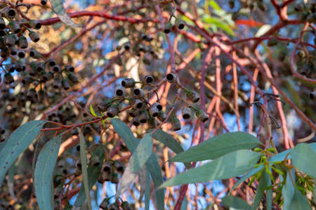 Botanical collection, capsules and leaves of eucalyptus tree in sunlightsの写真素材