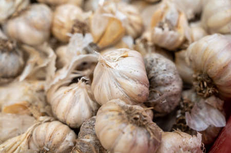 Organic vegetables background, many dried white garlic bulbsの写真素材