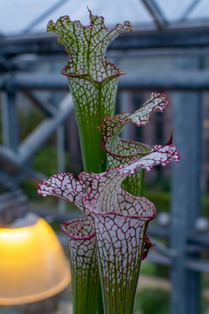 Botanical collection, different Carnivorous plants which trapping and consuming animals and protozoans, insects close upの写真素材