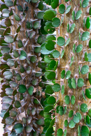 Botanical collection, Alluaudia ascendens tree from South of Madagascar close upの写真素材