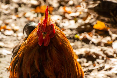 Free range keeping of rosters and hens outdoor on the bio farmの写真素材