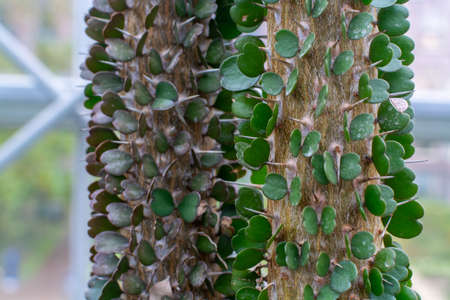 Botanical collection, Alluaudia ascendens tree from South of Madagascar close upの写真素材