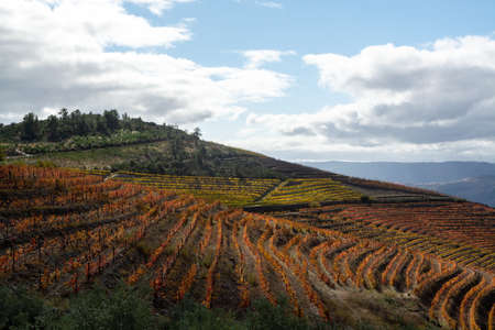 Panoramic view on Douro river valley and colorful hilly stair step terraced vineyards in autumn, wine and port making industry in Portugalの写真素材