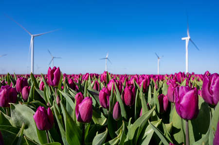 Nature backgound, colorful tulips flowers in blossom on farm fields in April and May and blue sky in...