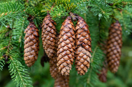 Nature background, evergreen fir free with brown cones drowing in mountains after rain