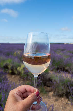 Summer in French Provence, cold gris rose wine from Cotes de Provence and blossoming colorful lavender fields on Valensole plateau, tastes and aromas of Provence, Franceの写真素材