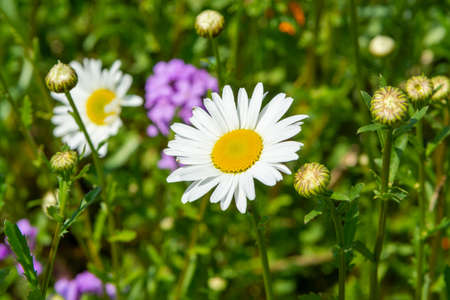 Blossom of colorful summer wildflowers on bee meadow in sunny day