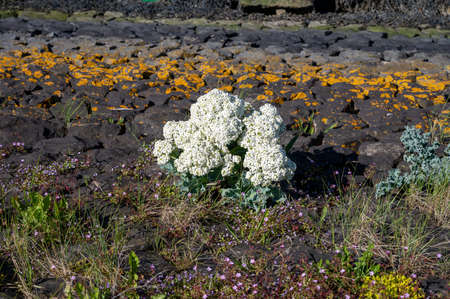 Botanical collection, white blossom of eadible sea shore plant Crambe maritima or sea kale,seakal or...