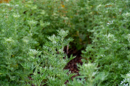 Botanical collection, young green leaves of Artemisia absinthium wormwood, absinthe, mugwort, wermout poisonous species of Artemisia, ornamental plant and used as ingredient in spirit absinthe.の写真素材