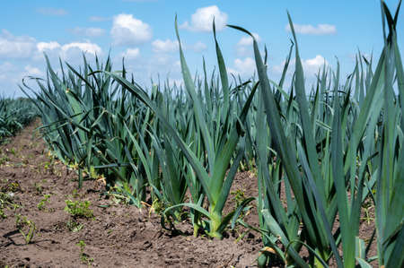 Farm fields with rows of growing organic green seemed onion