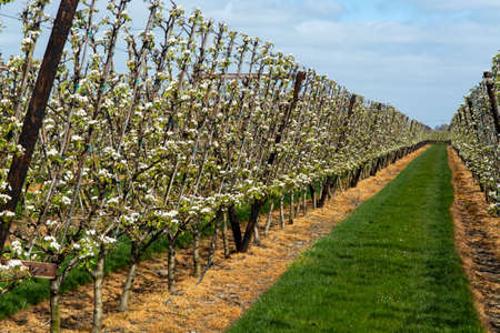 Organic farming in the Netherlands, rows of blossoming pear trees on fruit orchards in Zeeland.