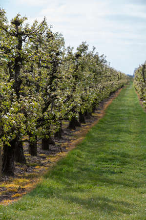 Organic farming in the Netherlands, rows of blossoming pear trees on fruit orchards in Zeeland.の写真素材